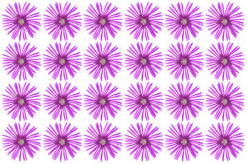 flower pattern from Carpobrotus acinaciformis flower isolated on a white background