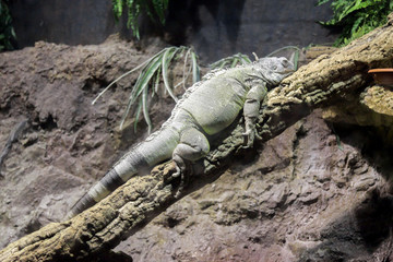 Lizard iguana