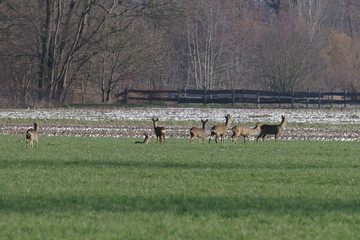 rehe im winter © cuhle-fotos