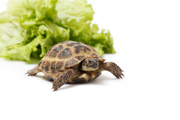 Central Asian land tortoise, turtle on white background