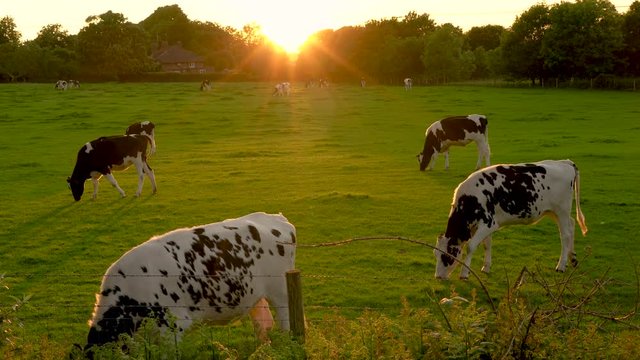 4K video clip showing herd of Friesian cows grazing, eating grass in a field on a farm at sunset or sunrise
