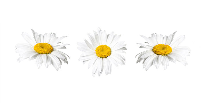 White chamomile flowers collage, floral design wallpaper