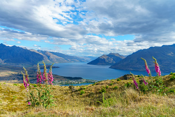 lupins at queenstown hill with lake wkatipu in the background, new zealand 1