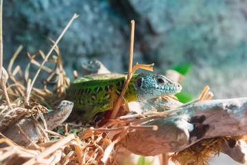 Lagarto verde