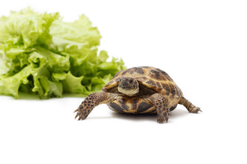 Central Asian land tortoise, turtle on white background