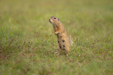 Naklejka na ściany i meble Small and lovely ground squirrel on a meadow among flowers during warm spring sunset. Peaceful, relaxing, amazing and funny animal.
