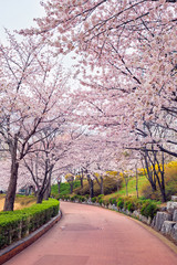 Fototapeta premium Blooming sakura cherry blossom alley in park