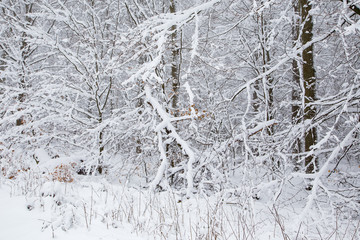 Winter im Taunus, 01.02.2019.