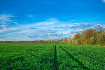 Fototapeta na wymiar field of green grass and sky