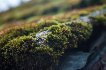 Moss on tree