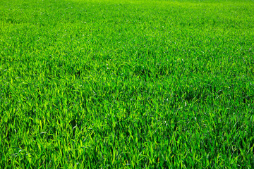 green grass background with selective focus