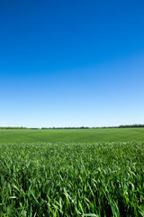 Obraz premium field of green grass and sky