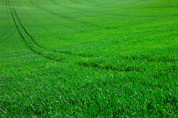 green grass background with selective focus