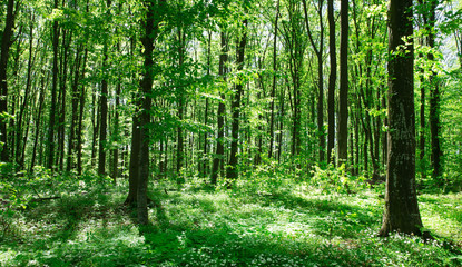 Forest trees. nature green wood sunlight backgrounds