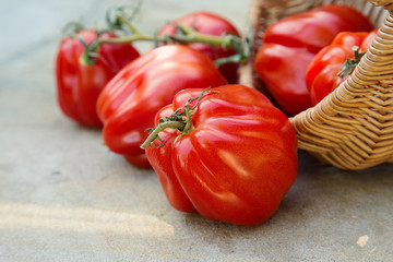 ripe farm tomatoes in a basket