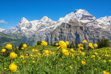 Blooming alpine meadow in spring, Switzerland