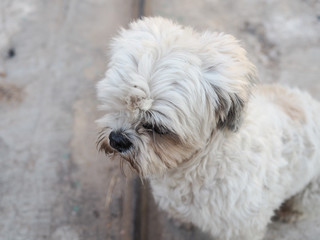A cute groomed white domestic poodle dog with sad eyes looking up to its owner ask for food and love.