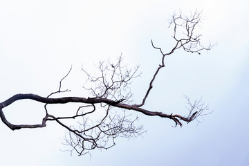 Obraz premium Dry branch tropical tree in forest Guatemala, Central America. climate change.