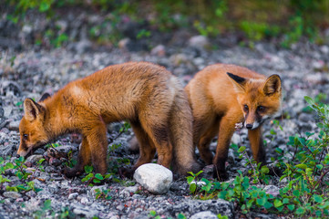 cuccioli di volpe in norvegia d'estate