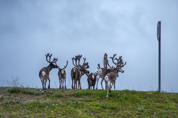 renne sulla strada in norvegia d'estate