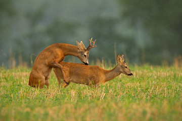 Roe deer, capreolus capreolus, couple copulating during a mating season. Wild animals reproducing. Mammals having sex. Mating behavior during rutting season in wilderness.
