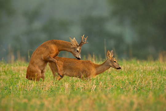 Roe deer, capreolus capreolus, couple copulating during a mating season. Wild animals reproducing. Mammals having sex. Mating behavior during rutting season in wilderness.