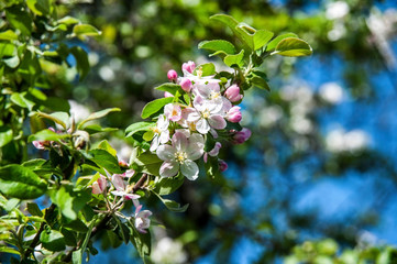 Branch of apple tree with blooming pink and white flowers in the spring against the background of the blue sky