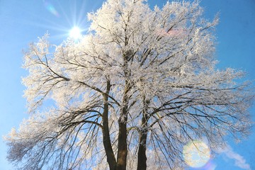 Verschneiter Baum