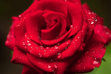 beautiful red rose covered with rain water droplet