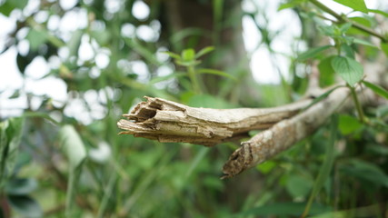 Natural Scenery