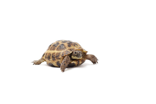 Central Asian land tortoise, turtle on white background