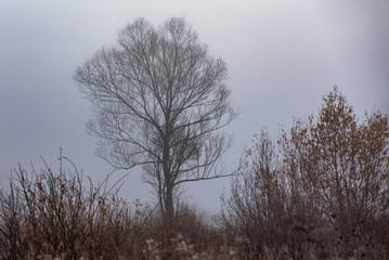 Tree in fog