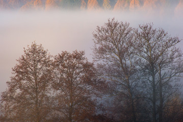 Morning fog in forest