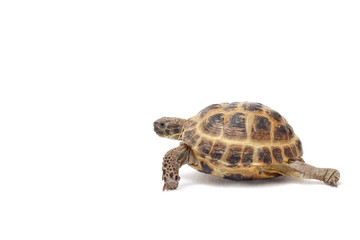 Central Asian land tortoise, turtle on white background