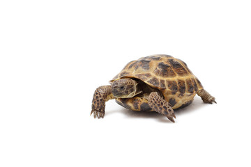 Central Asian land tortoise, turtle on white background