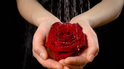 Girl's palms holding wet red rose under rain, slow motion