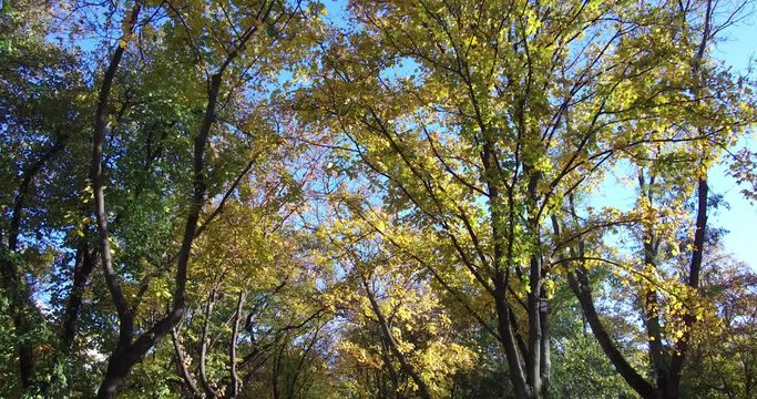 Autumn tree crowns with pigeon flys in a park in Budapest.