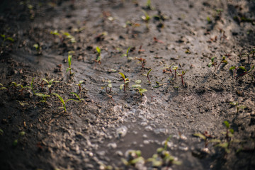 Sprouts of beets in the garden. After watering. Ecological product. Wet land