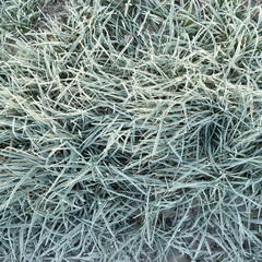 Frozen grass