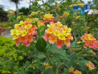 Yellow, orange and pink flowers
