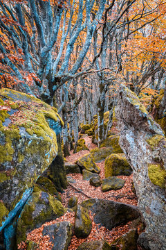 Colori d'autunno