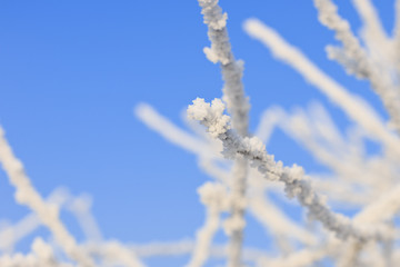 Frost on tree branches.