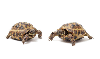 Two land tortoises on a white background. Valentine's Day. Love. Couple.