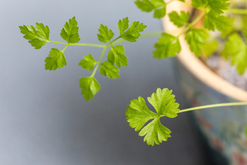 Fototapeta premium parsley plant grown in a pot