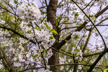 Obraz premium Blossoming tree in spring on rural meadow