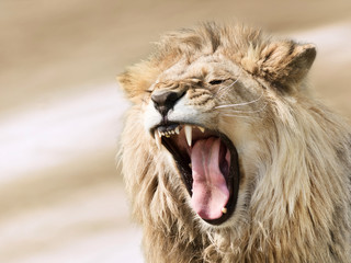 Furious lion male on blurred background