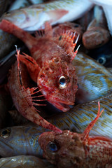 Fresh fish, shellfish, seafood in Cambrils Harbor Market, Catalonia, Spain-3.JPG
