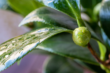Camellia buds, grown in a pot, before flowering
