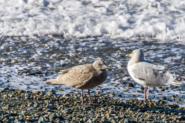 Birds Rocks And Water 2