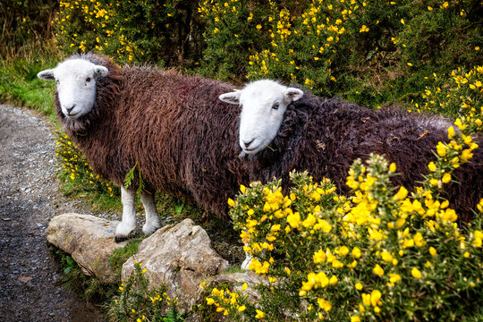 Pair of rare breed white headed and brown coated Herdwick Sheep in the Lke District, Cumbria, England